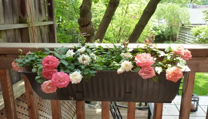 cultivar-rosas-no-jardim-ou-em-vaso